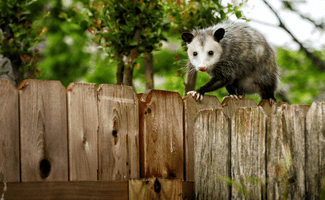 Racon walking on fence in backyard