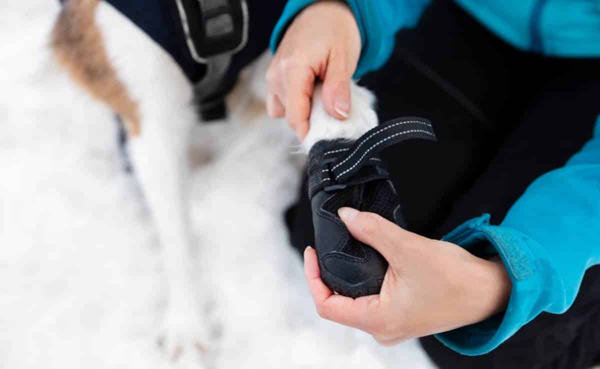 Person putting bootie on dog's paw in the snow