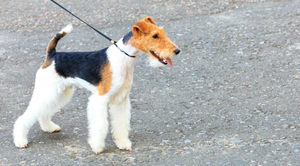 Wire Fox Terrier outside on a leash.