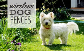 Best Wireless Dog Fences: Put Up Boundaries - Canine Journal