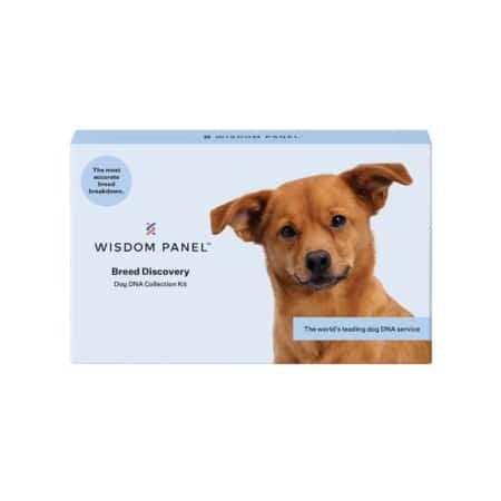 wisdom panel dna test breed id