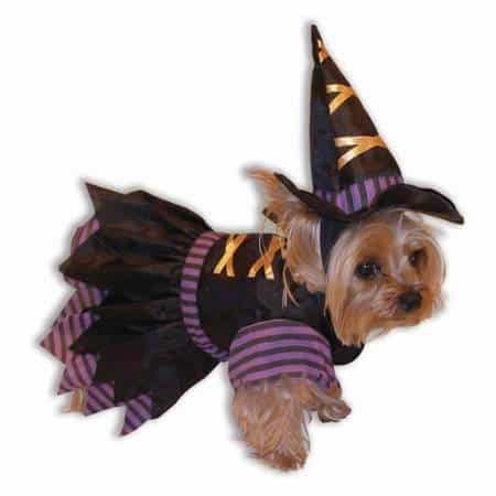 Witch Dog Costume