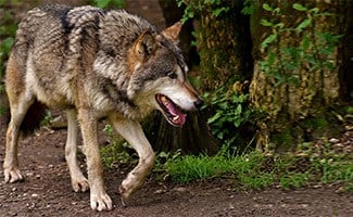 Wolf walking in woods