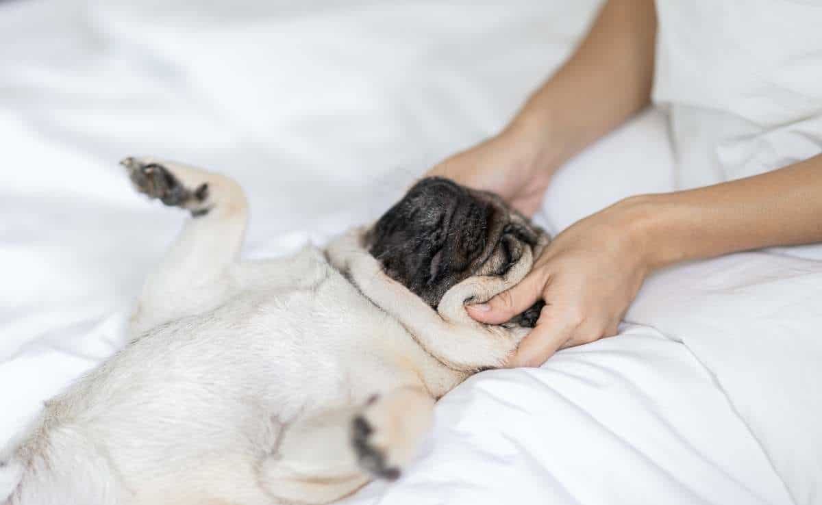 Woman body massage and face massage spa to a dog pug 