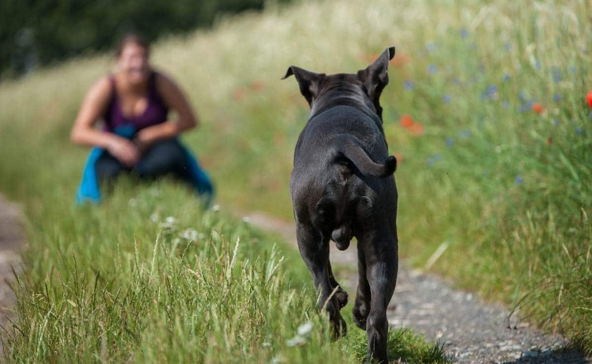 Dog coming to owner kneeling in field outdoors.