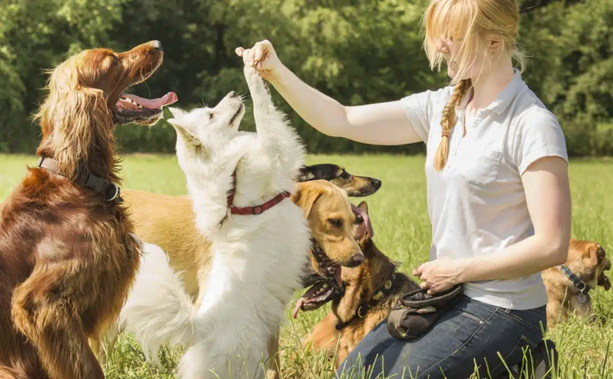 woman dog trainer kneeling on the ground outside in grass with a treat in hand waving it above a bunch of dogs