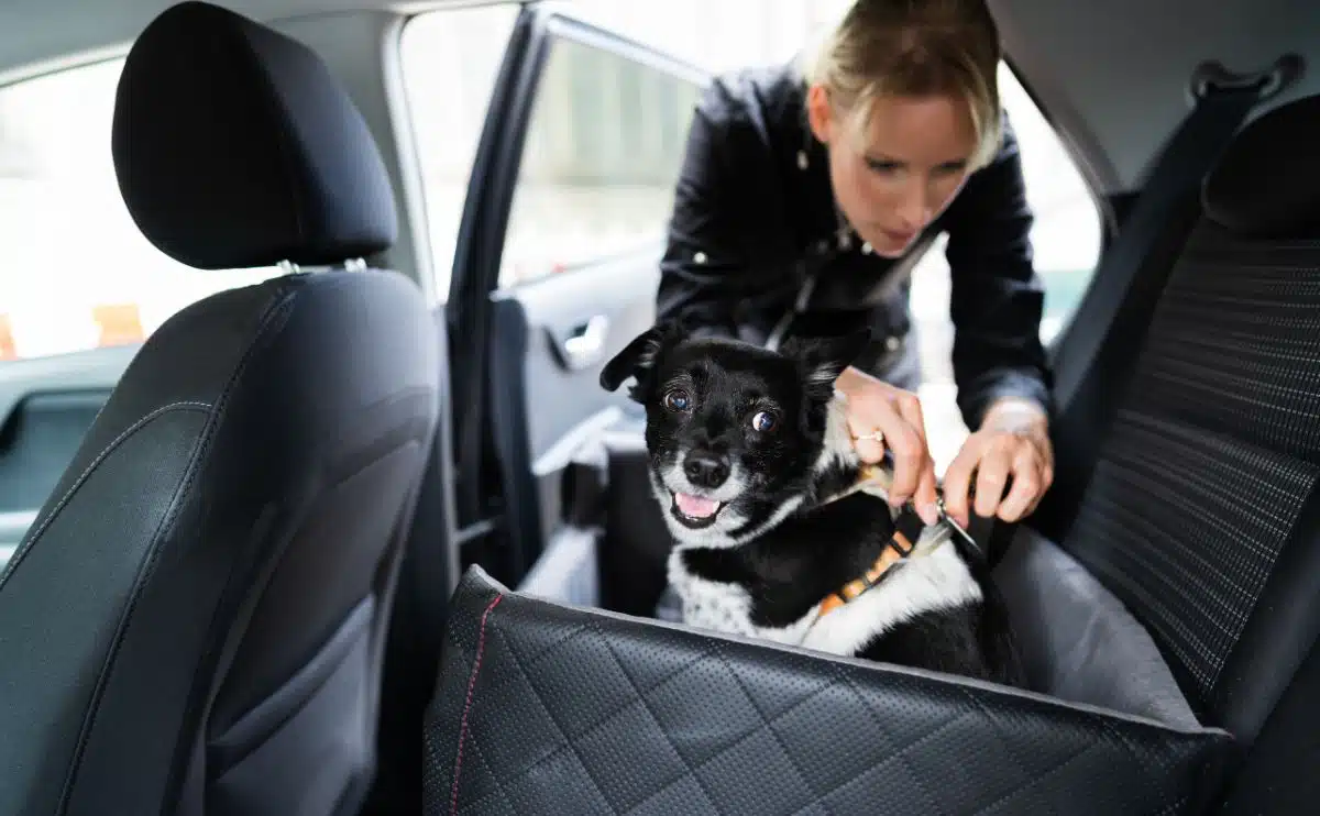 woman fastening dog into car with safe belt in seat booster
