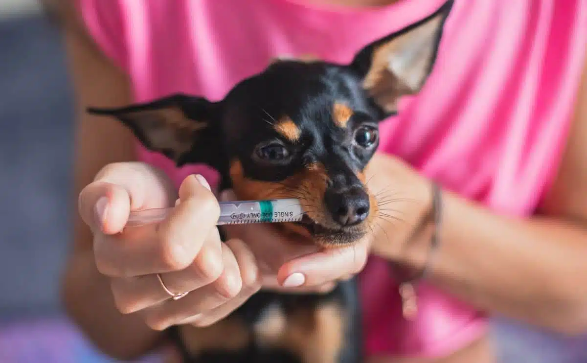 woman giving dog medication through a syringe