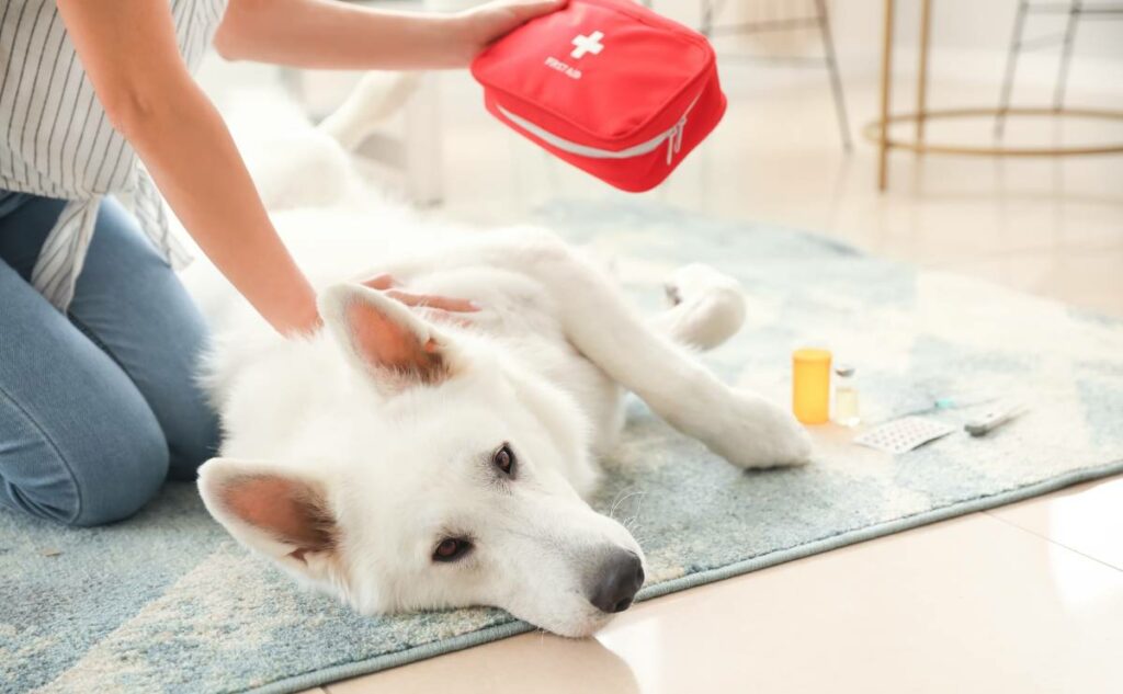 Woman helping dog laying on the ground with a first aid kit for dogs.