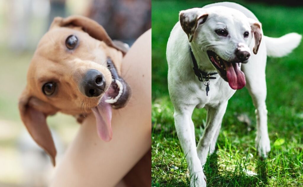 Woman holding a dog panting and a dog pacing outside.