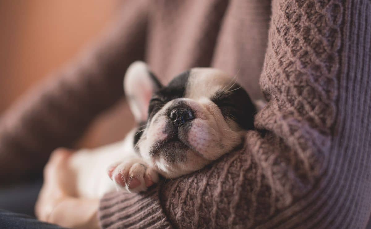 How to Become a Foster Dog Parent woman holding a foster french bulldog puppy