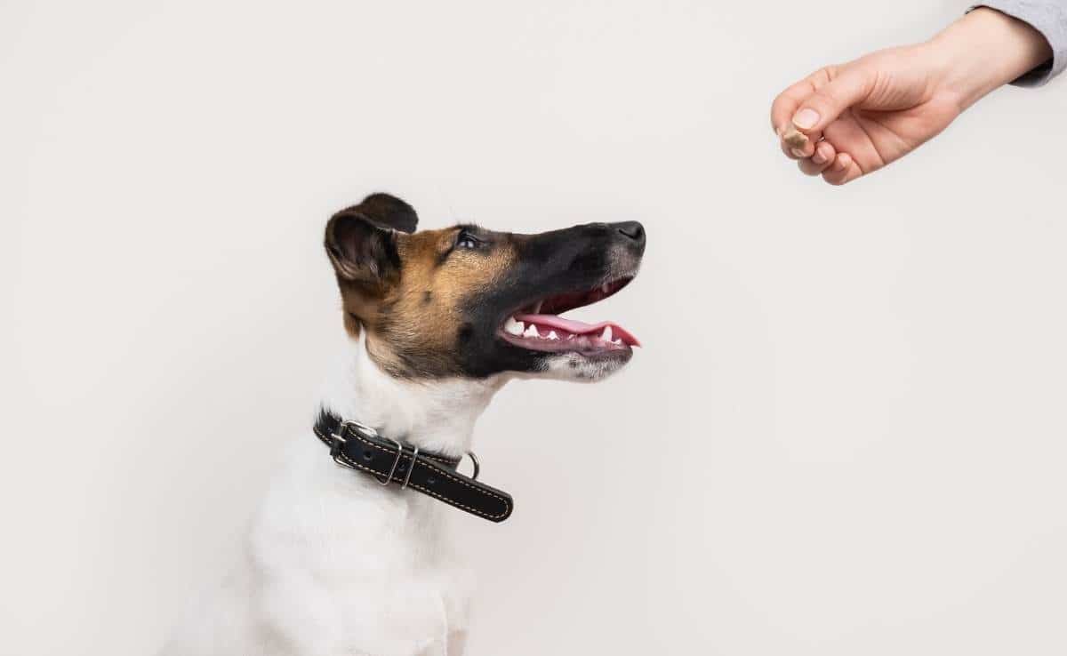 Clever fox terrier puppy taking a treet from human, isolated background. Cute little dog looks at human hand giving him a treat.