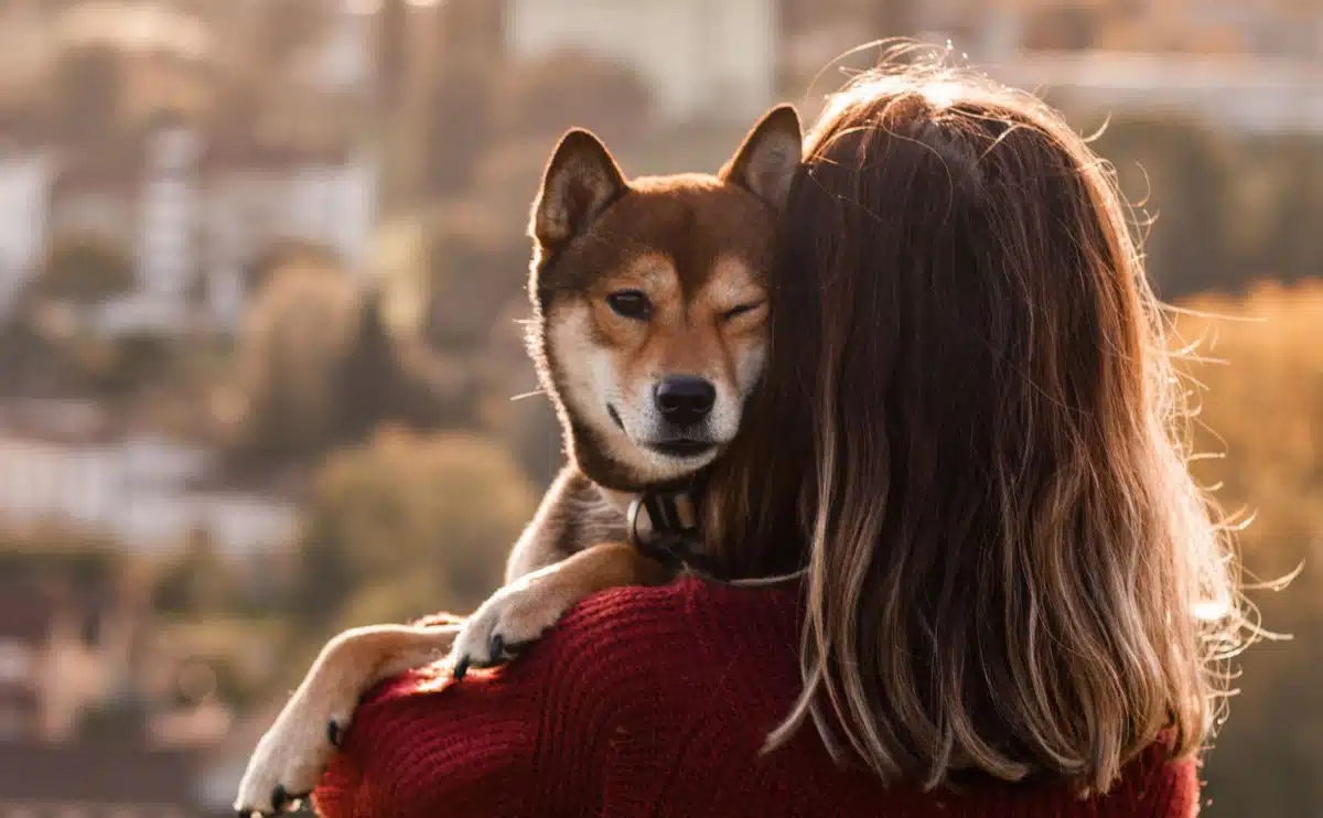 woman hugging a stressed out Shiba dog outdoors