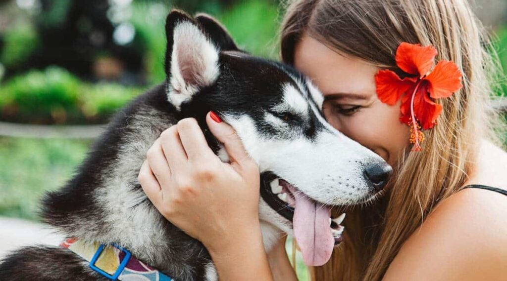 woman in black dress with red hibiscus flower with husky dog