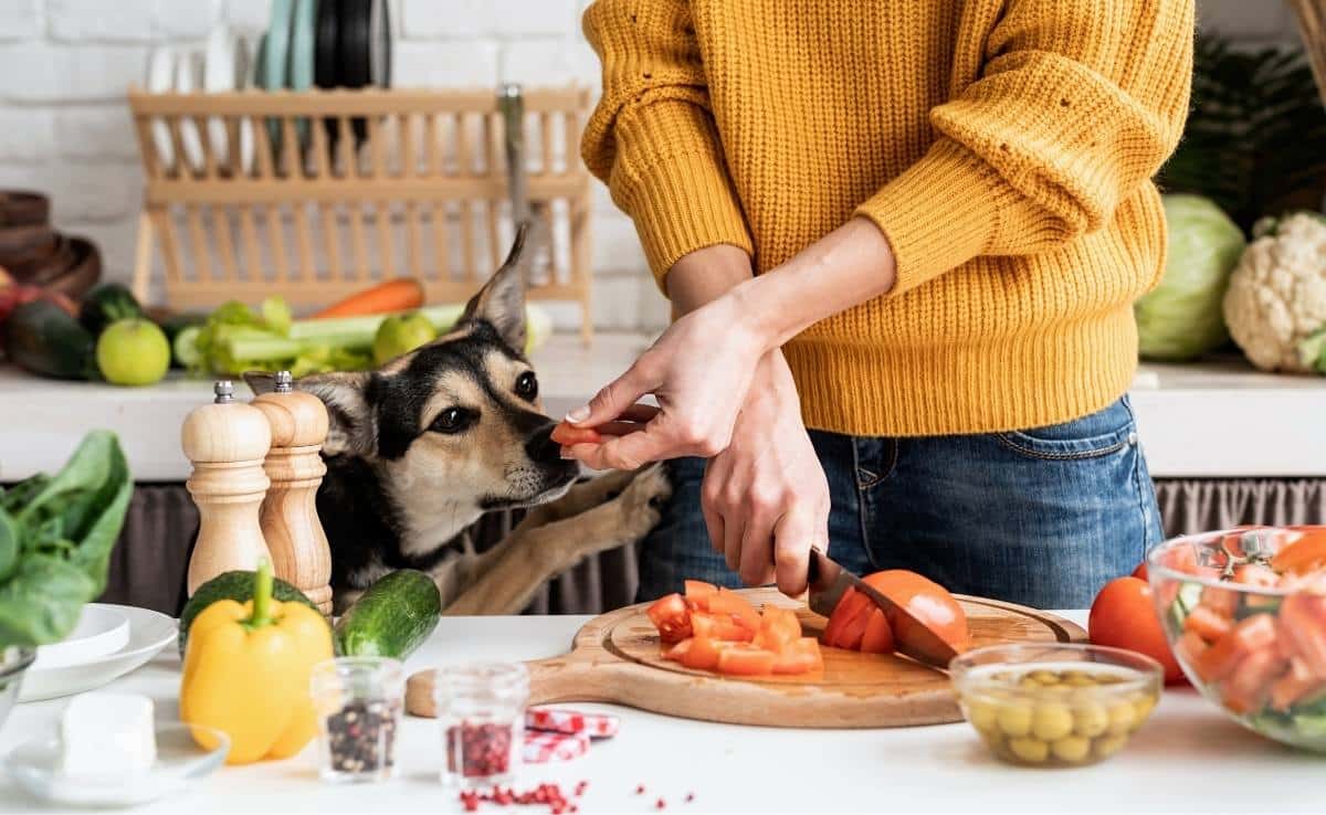 what happens if you feed your dog human food