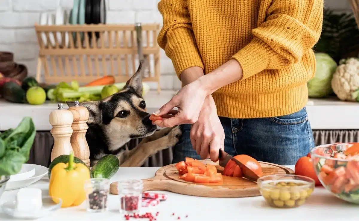 https://www.caninejournal.com/wp-content/uploads/woman-in-kitchen-preparing-food-feeding-piece-to-dog-from-cutting-board.jpg.webp