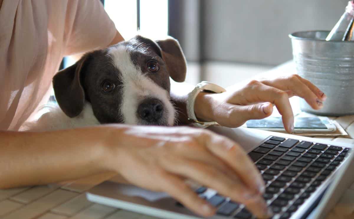 How To Cancel Pets Finest Insurance coverage