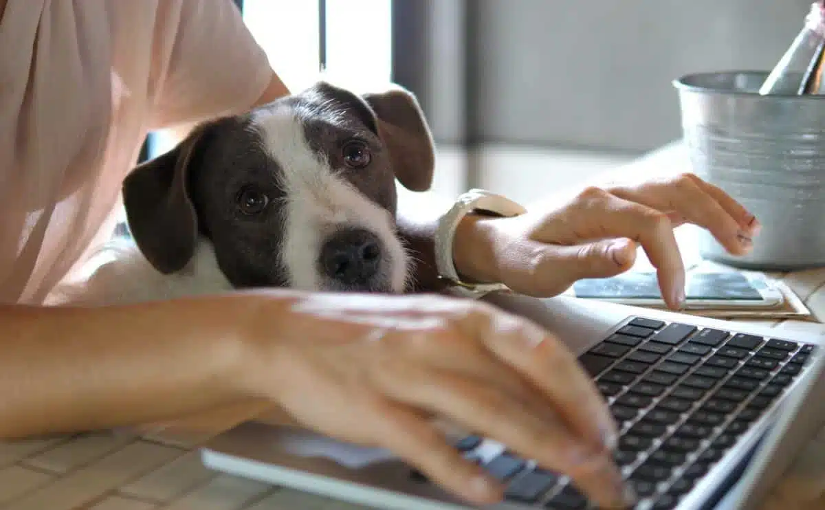 woman on computer with dog sitting in lap