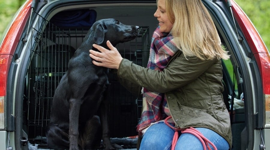 woman petting large dog in back of car in crate