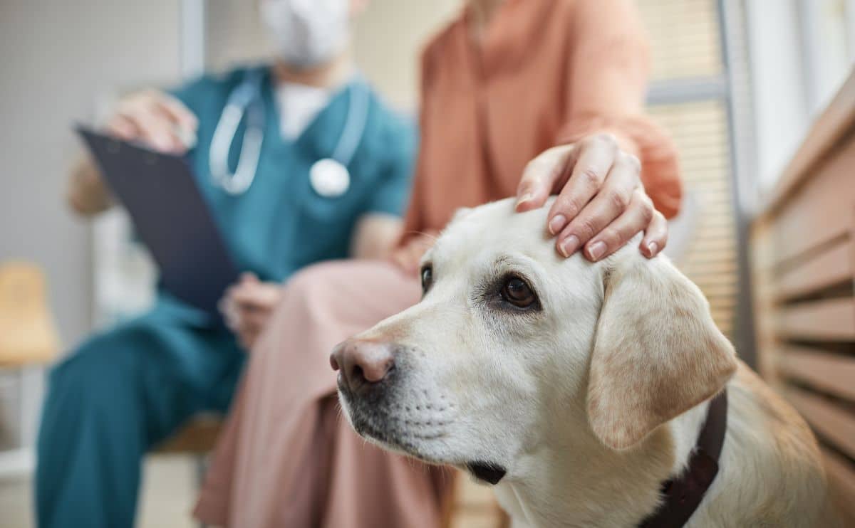 woman stroking dogs head sitting at the vets office