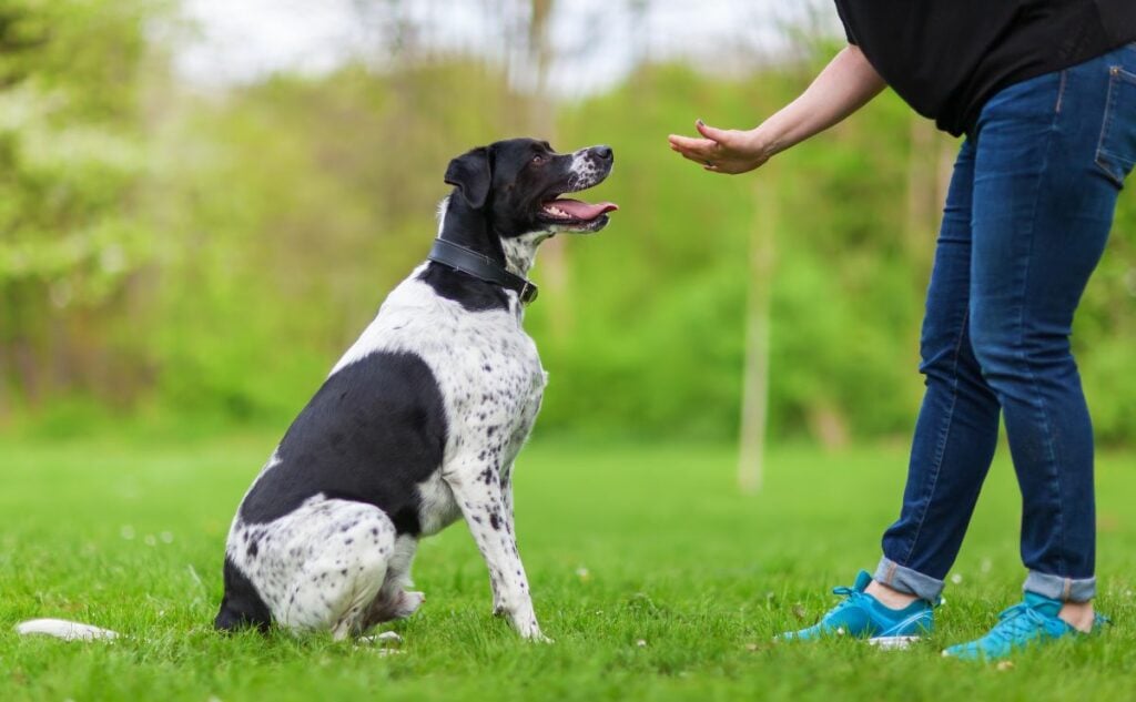 A woman training a dog outside on the grass not using treats.
