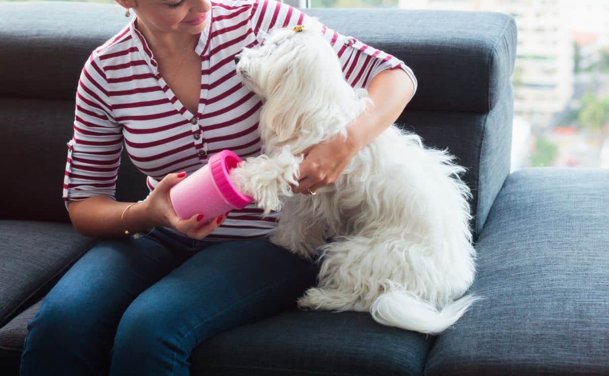 woman using paw cleaning tool to clean legs and paws of her poodle dog sitting on a sofa