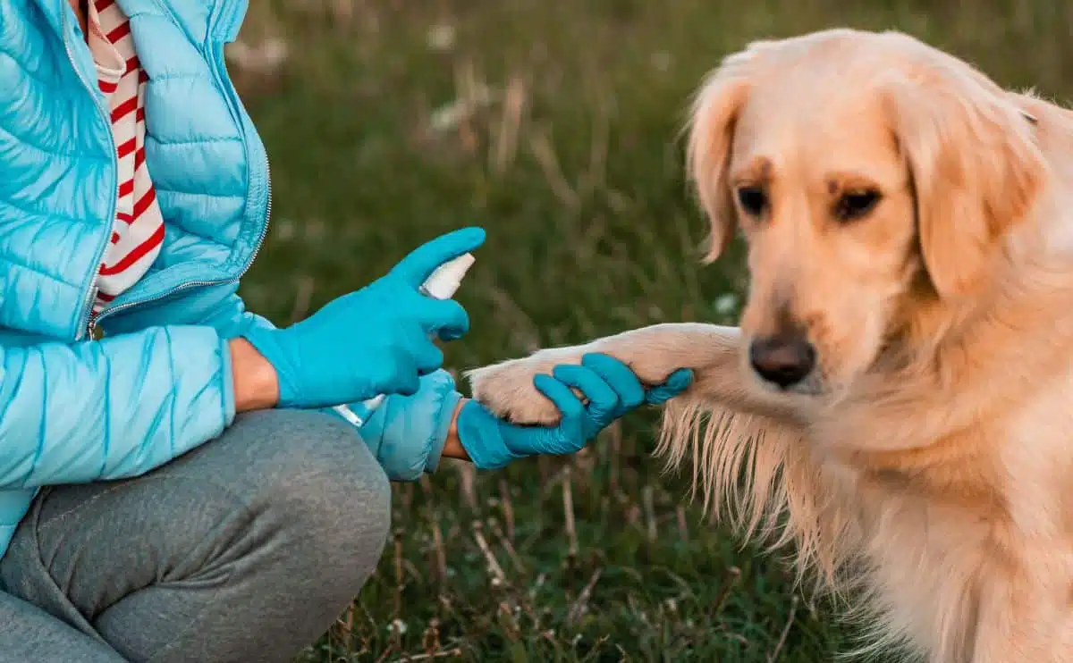 A woman wearing a jacket and gloves spraying her golden retriever dog with odor spray