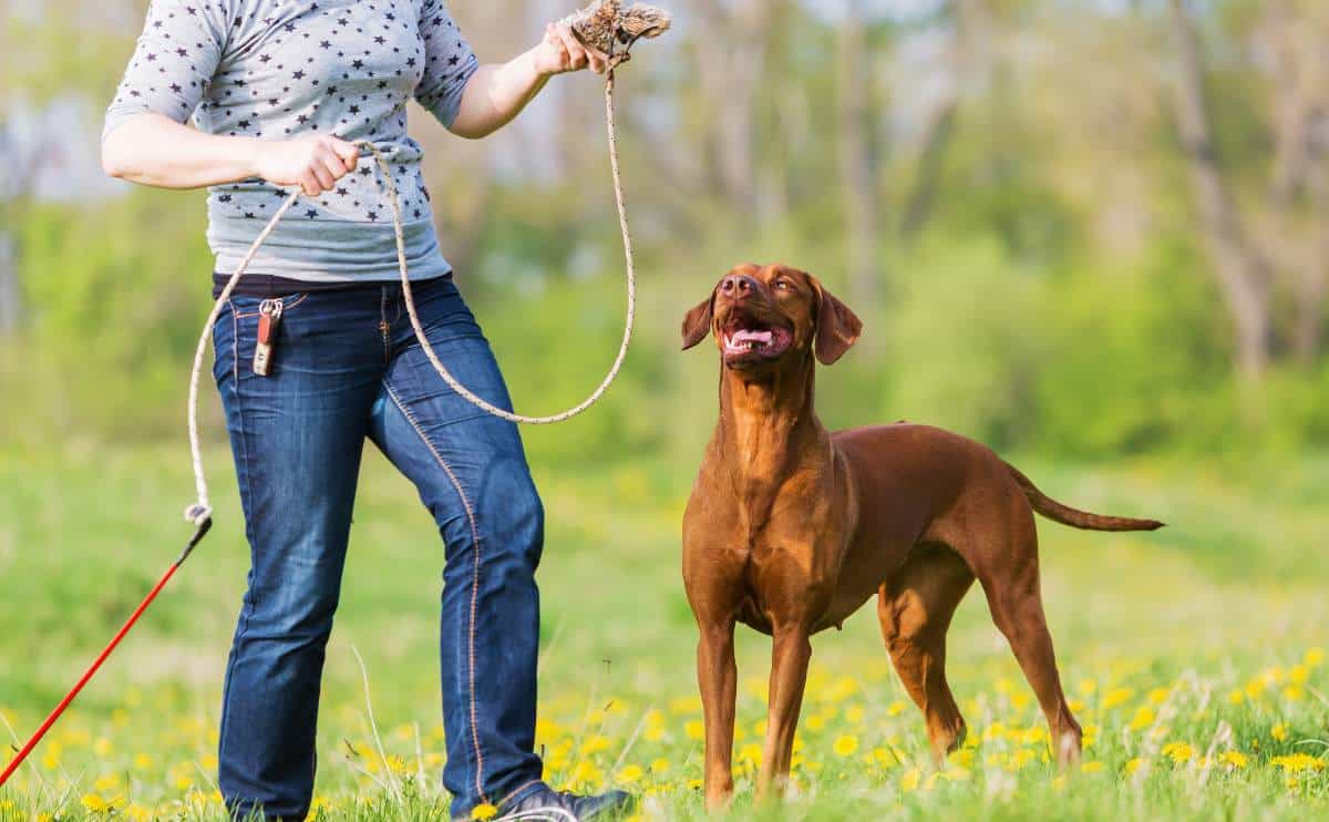 Woman with dog using a flirt stick outside.