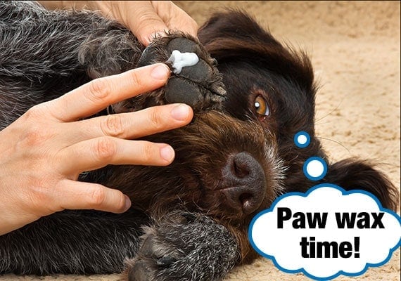 Woman's hand applying paw wax to the underside of brown hairy dog foot
