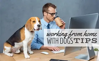 Man in shirt and tie drinking coffee with dog sitting on top of desk (Caption: Working From Home With Dogs Tips)