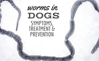 Heartworm under microscope (caption: Worms In Dogs: Symptoms, Treatment & Prevention)