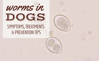Worm under microscope (caption: Worms in dogs: Symptoms, treatments & prevention tips)
