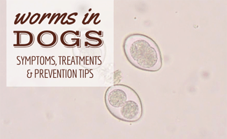 Worm under microscope (caption: Worms in dogs: Symptoms, treatments & prevention tips)