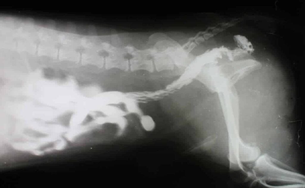 Xray image of dog intestine with blockage.