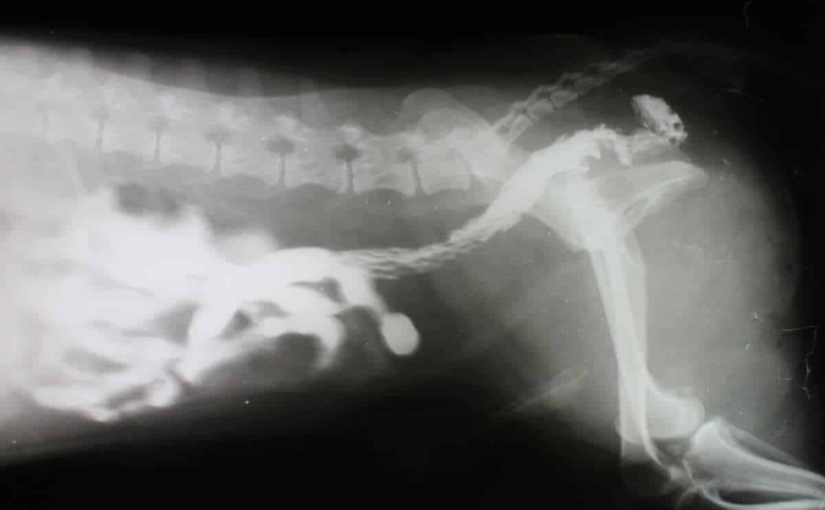 X-ray image of dog intestine with blockage.