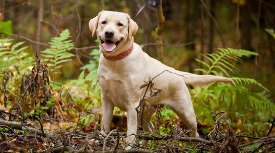 yellow dog standing in the forest