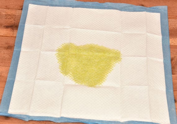 Yellow dog urine in absorbed into Frisco Training and Potty Pad - Winner of best budget pee pad for dogs