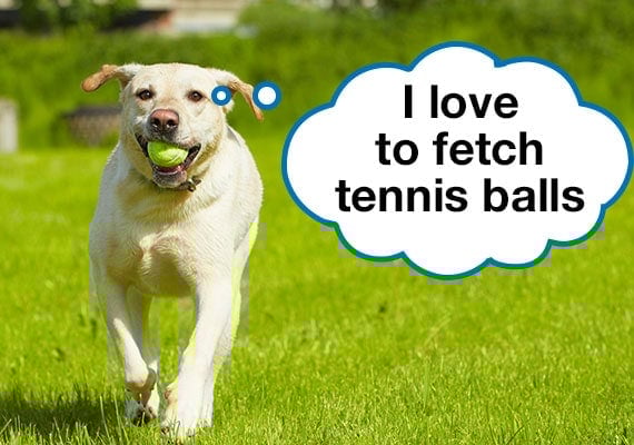 Yellow Labrador running in grassy field with tennis ball in mouth