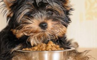 Yorkie Eating Dog Food in Bowl