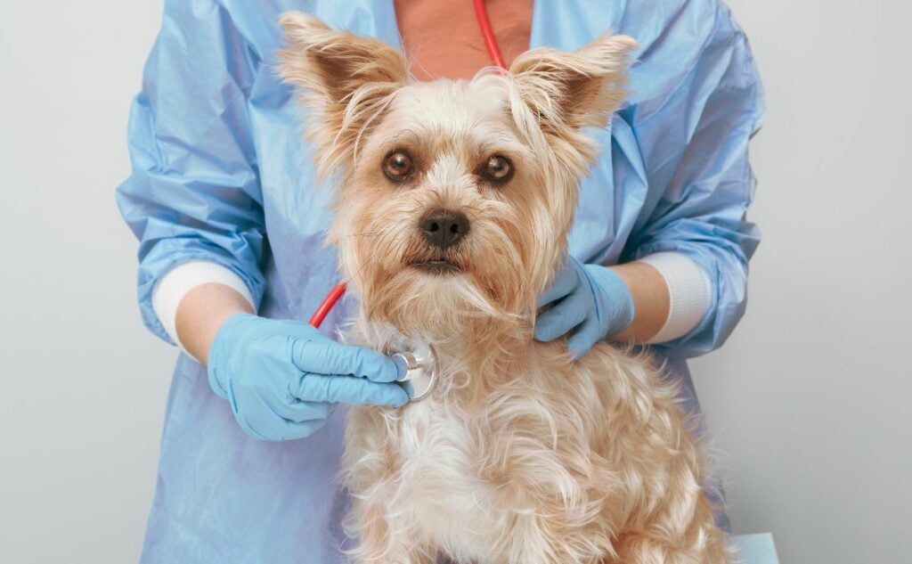 Yorkie at the vet getting examined.