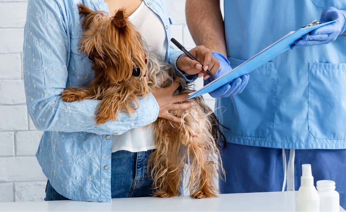 Yorkie at the vet with owner holding him and signing clipboard that vet is showing owner with expenses for services