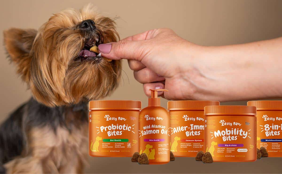 yorkie dog eating a chewable with Zesty Paws packages in front