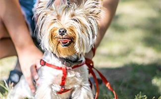 Yorkie sitting with owner