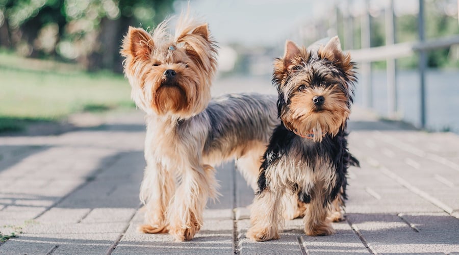Yorkies standing outside.