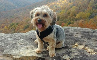 Yorkipoo on rock