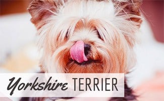 Yorkshire Terrier licking its nose