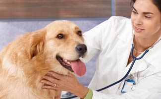 Young Female Vet Examining a Golden Retriever