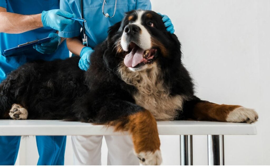 Young veterinarian pointing with pen while colleague examining Bernese Mountain Dog lying on table.