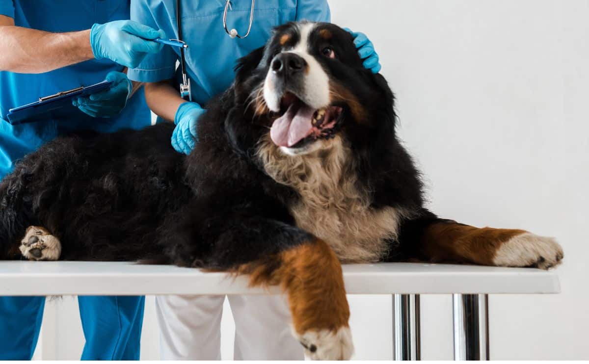Young veterinarian pointing with pen while colleague examining Bernese Mountain Dog lying on table.